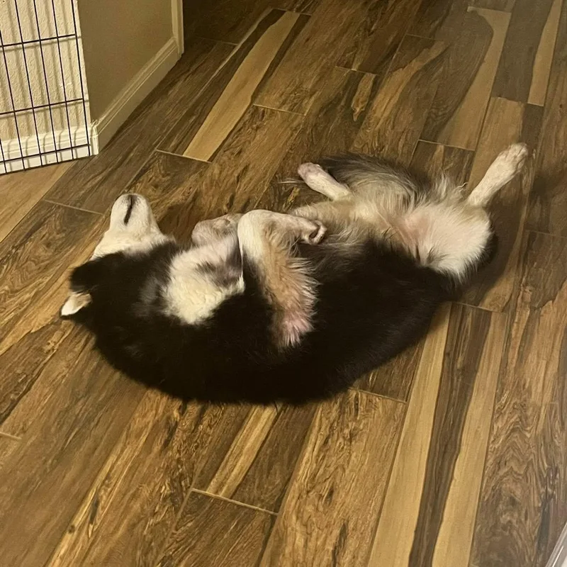 An adult medium-sized male Siberian Husky dog named Koda Absolute Showstopper for adoption in Sugar Land, TX