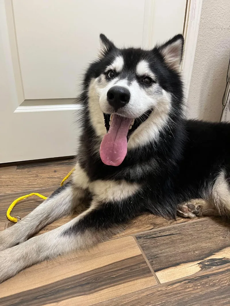 Koda  Absolute Showstopper thumbnail 3