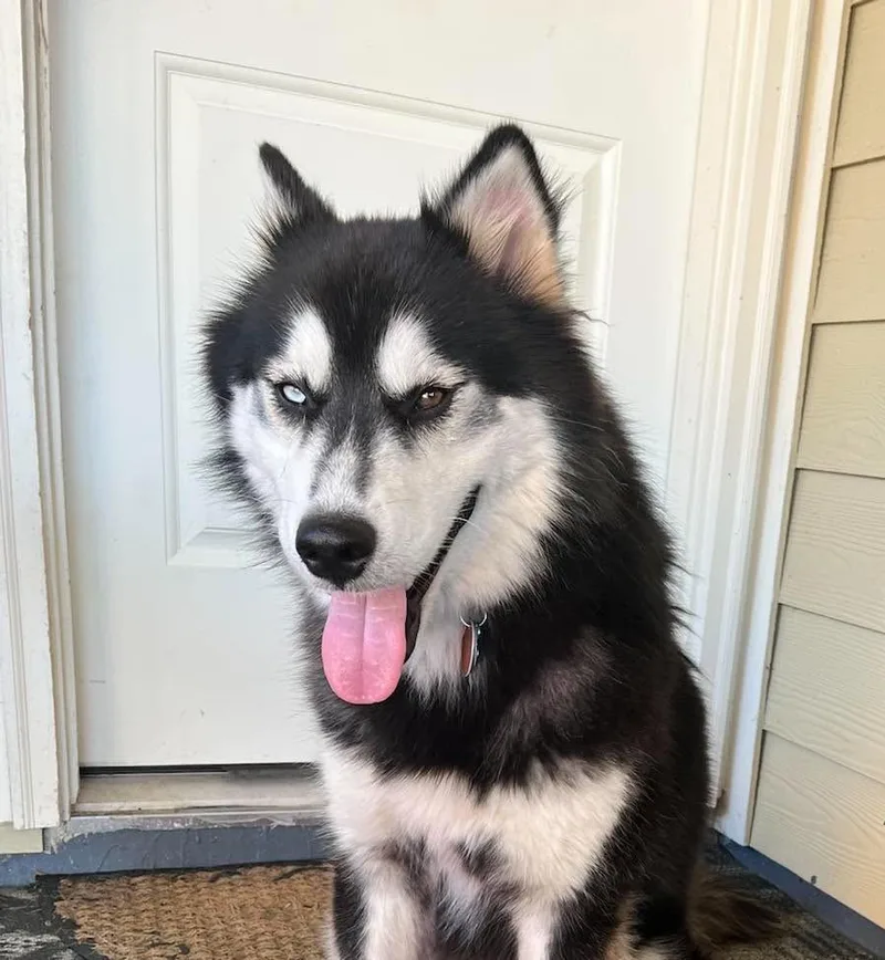 Koda  Absolute Showstopper thumbnail 4