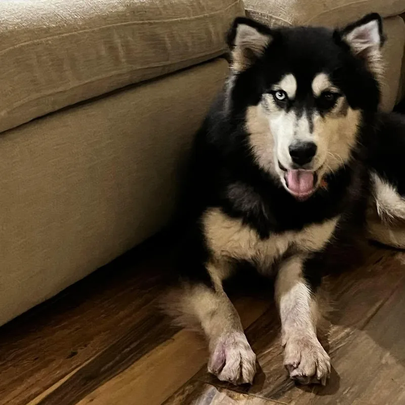 Koda  Absolute Showstopper thumbnail 5