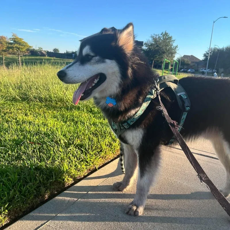 Koda  Absolute Showstopper thumbnail 6