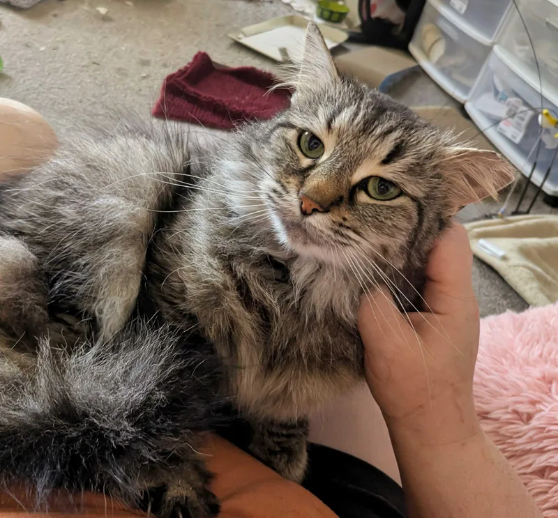 An adult medium-sized female Tabby (Brown / Chocolate) Domestic Long Hair cat named Henrietta for adoption in Seven Valleys, PA