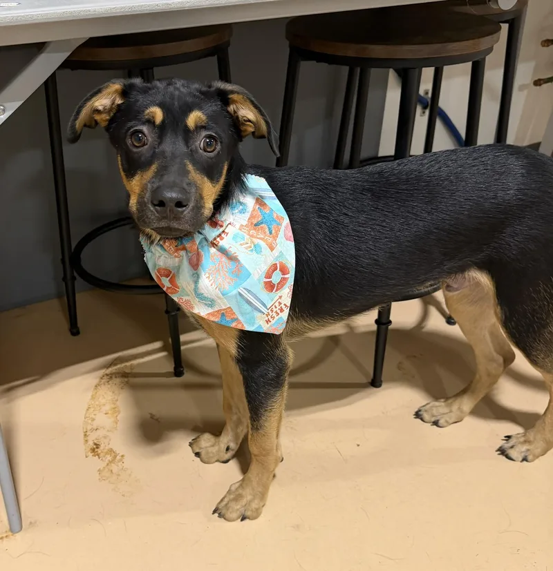 A baby medium-sized male Labrador Retriever dog named Deamon for adoption in Pembroke, MA