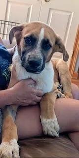 Dozer