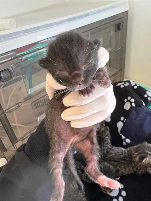 A baby small-sized female Domestic Short Hair cat named Snickers for adoption in Rancho Cucamonga, CA