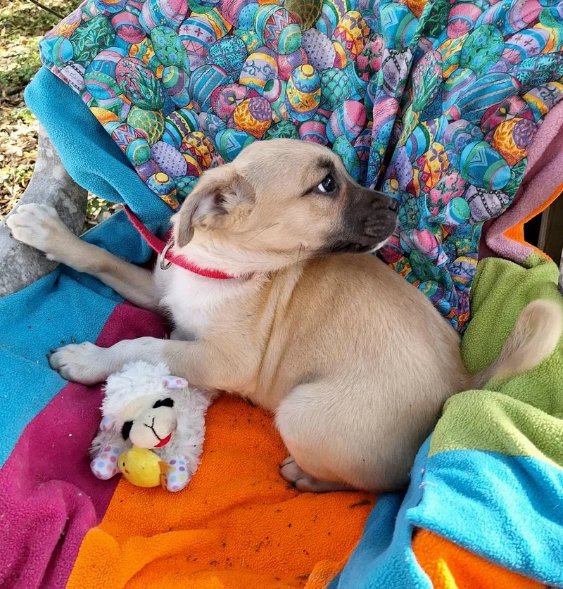 Ashisho Mvt thumbnail 4