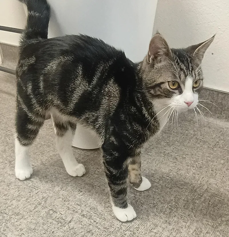 A baby medium-sized male Tabby (Gray / Blue / Silver) Domestic Short Hair cat named Slade for adoption in Pocatello, ID