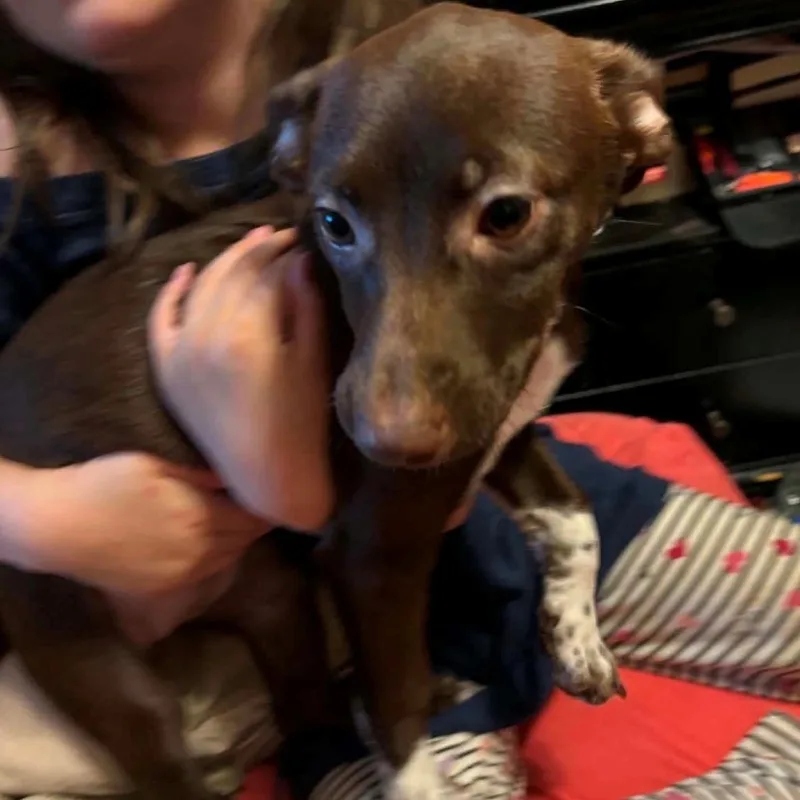 A baby small-sized female Brown / Chocolate Chihuahua dog named Gadget for adoption in Briarcliff Manor, NY