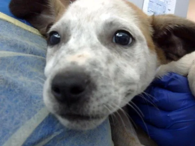 A baby large-sized male Mixed Breed dog named Bolt for adoption in Dallas, TX