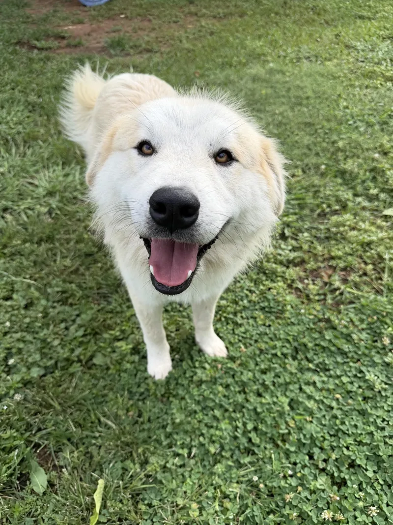 Carmine