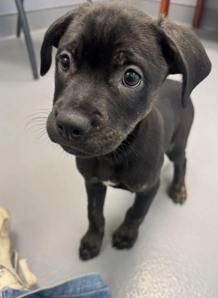 A young medium-sized female Labrador Retriever dog named Rosemary for adoption in Hilton Head Island, SC