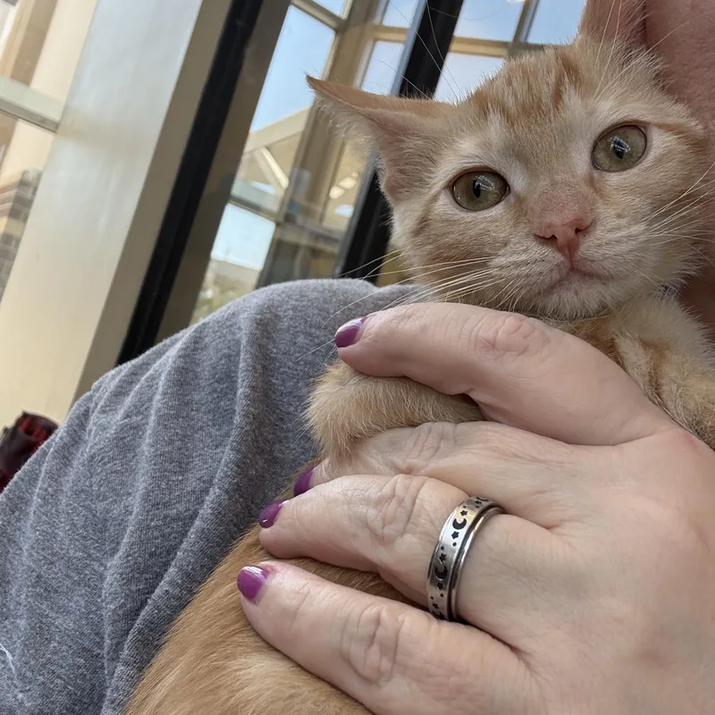 A young large-sized female Domestic Short Hair cat named Twix and Snickers for adoption in Forney, TX