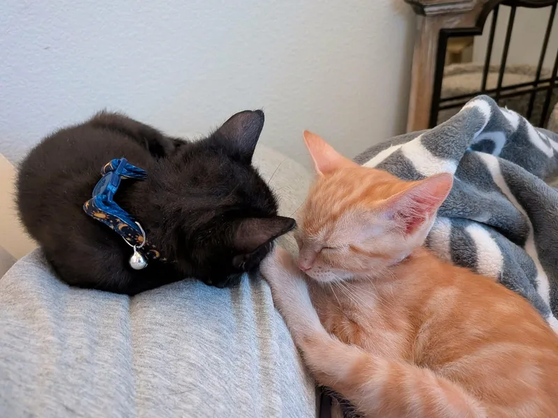 Twix and Snickers thumbnail 3