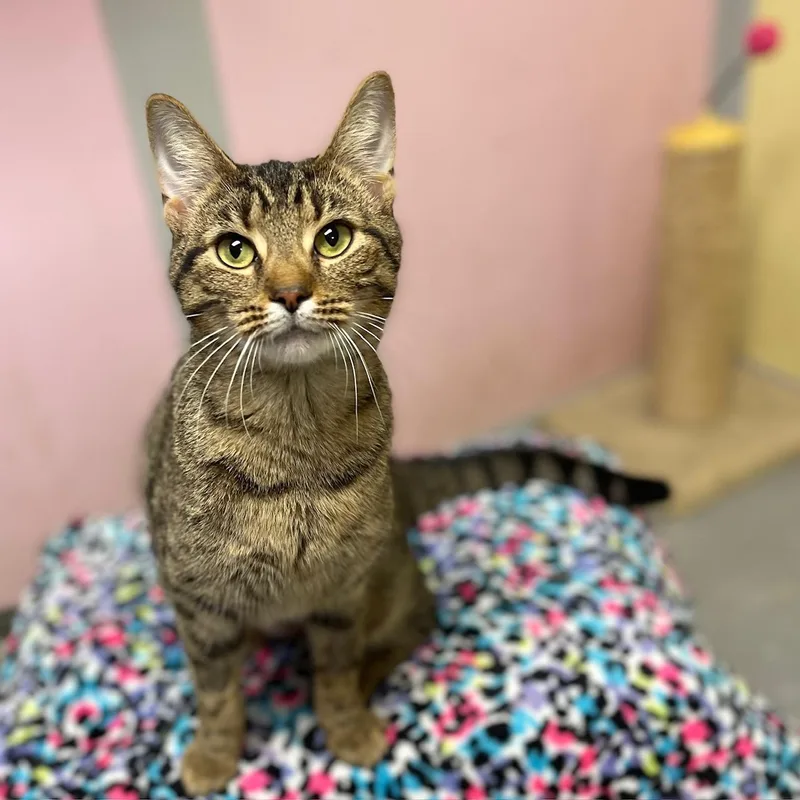 A baby medium-sized female Brown / Chocolate Domestic Short Hair cat named Yogurt for adoption in Racine, WI