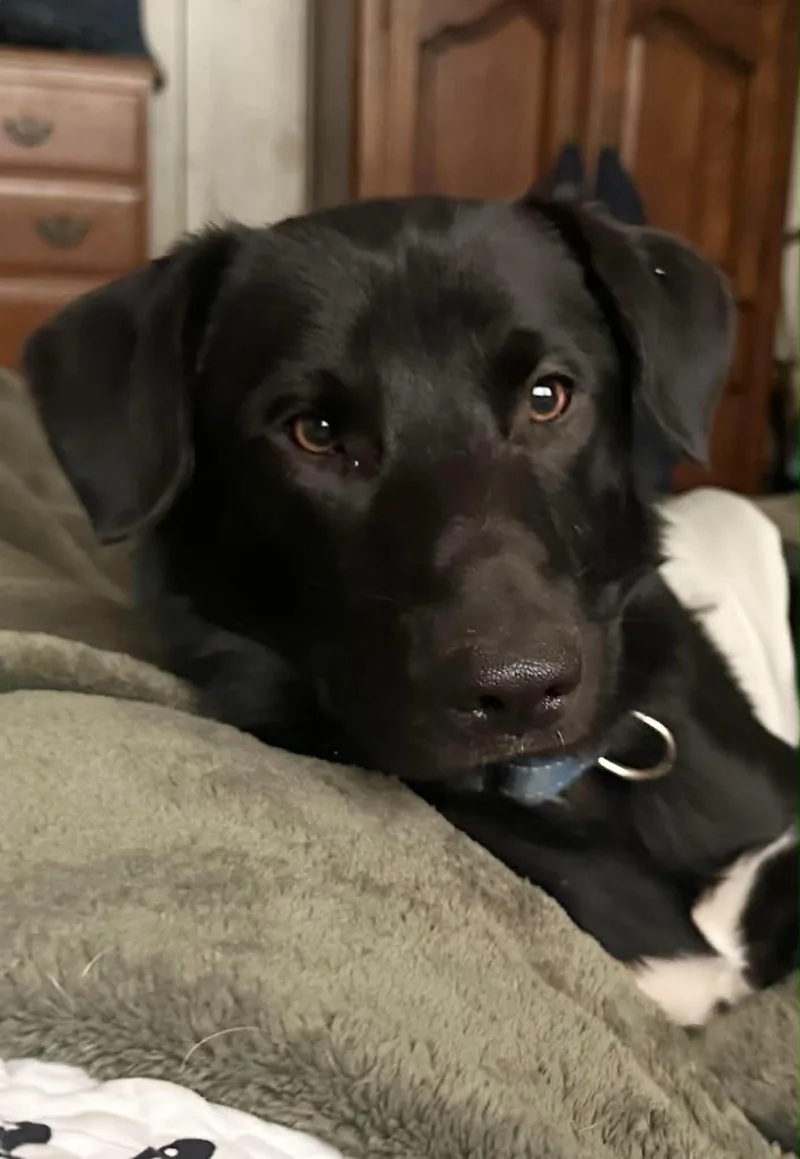 Brady