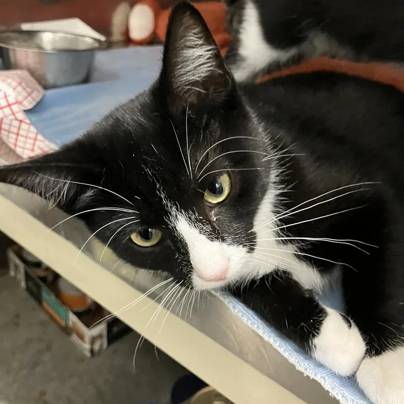 A baby small-sized male Black Domestic Short Hair cat named Binky for adoption in Idaho Falls, ID