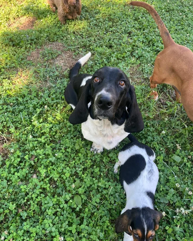 An adult large-sized female Basset Hound dog named Moonpie for adoption in Richmond, KY