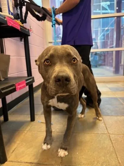 An adult medium-sized female Brindle Pit Bull Terrier dog named Ashanti for adoption in El Paso, TX
