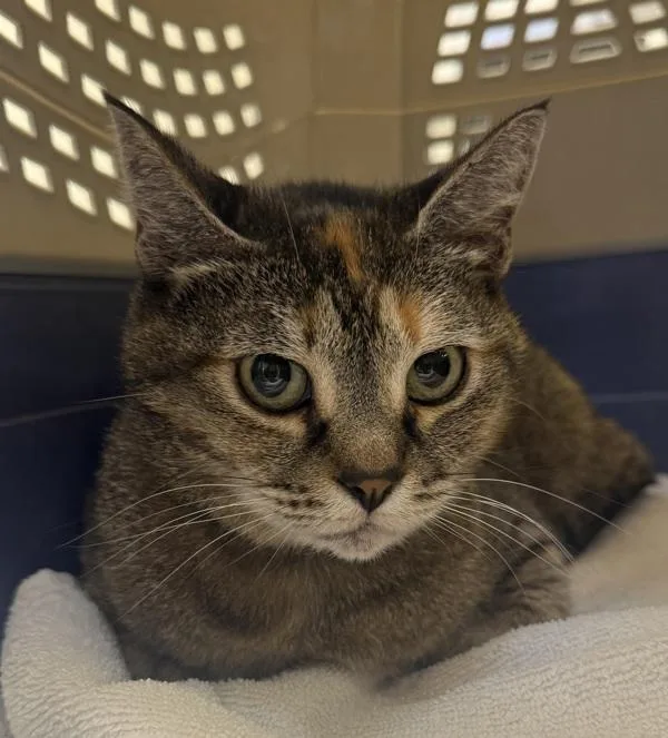 An adult medium-sized female Domestic Short Hair cat named Xena for adoption in Troutdale, OR