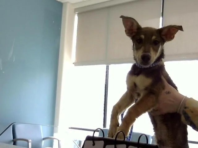 A baby small-sized male German Shepherd Dog dog named Stewie for adoption in Toledo, OH