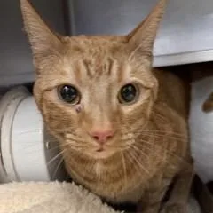 An adult large-sized male Orange / Red Domestic Short Hair cat named Carsen for adoption in Rapid City, SD