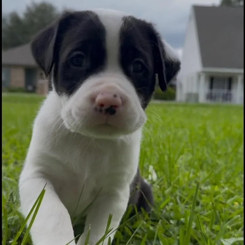 A baby small-sized male White / Cream Terrier dog named Meyer Lemon for adoption in Carencro, LA