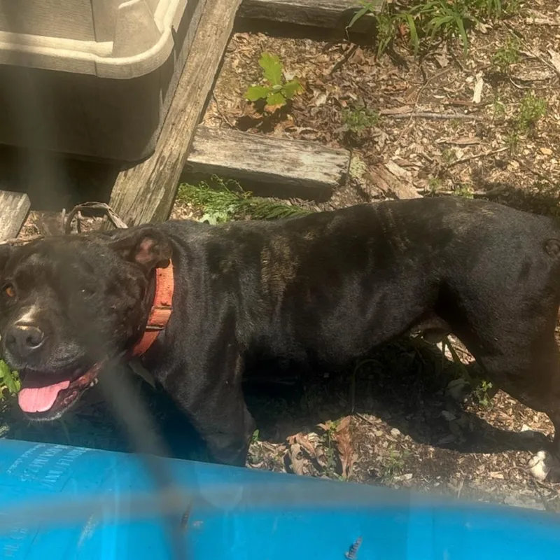 Oakdale Dr Stray