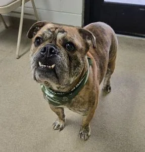 An adult medium-sized male English Bulldog dog named Loki for adoption in Bucyrus, OH