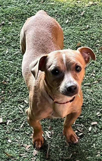 A young small-sized male Chihuahua dog named Chase for adoption in Manchester, TN