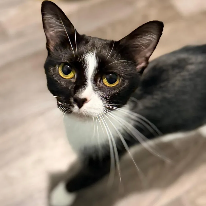 An adult medium-sized female Black Domestic Short Hair cat named Chocolate for adoption in Evansville, IN