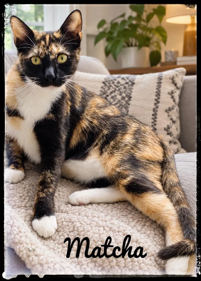 A young medium-sized female Domestic Short Hair cat named Matcha for adoption in El Cajon, CA