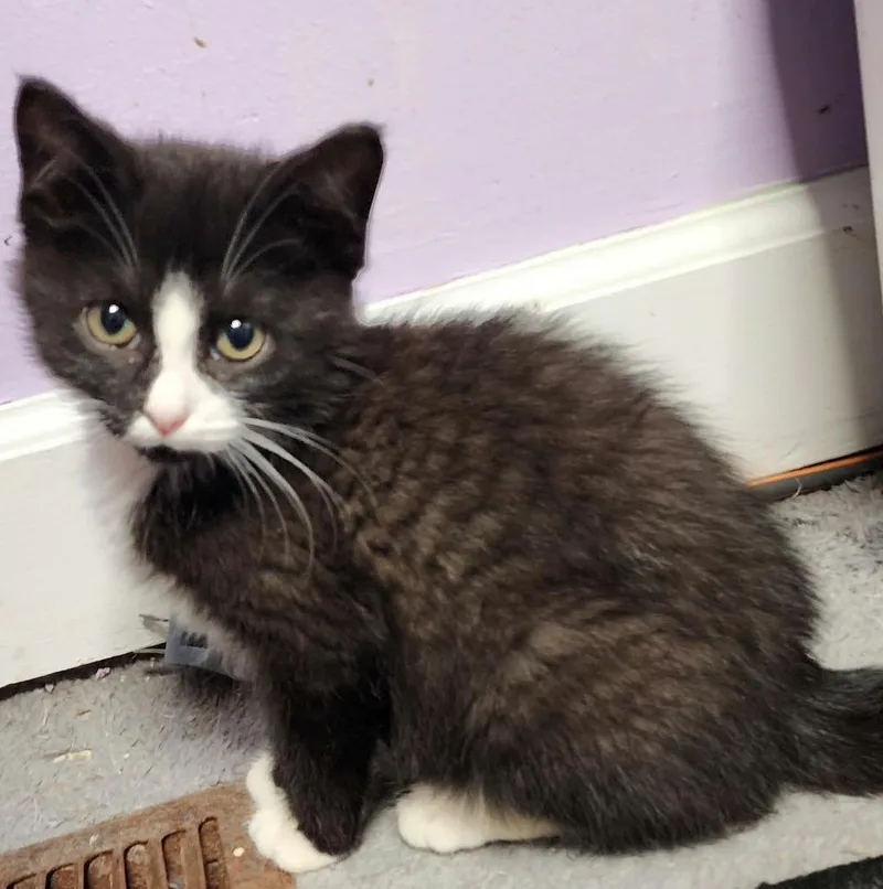 A baby medium-sized male Domestic Short Hair cat named Boots for adoption in Warren, MI