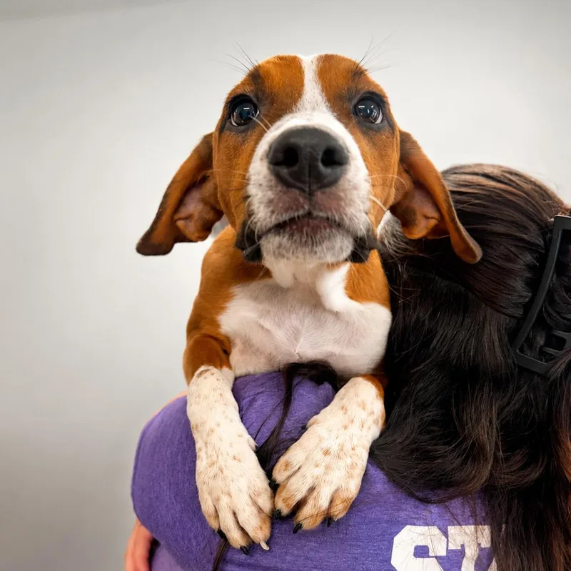 A baby medium-sized male Red / Chestnut / Orange Mixed Breed dog named Bear Boy for adoption in Hopkinton, MA