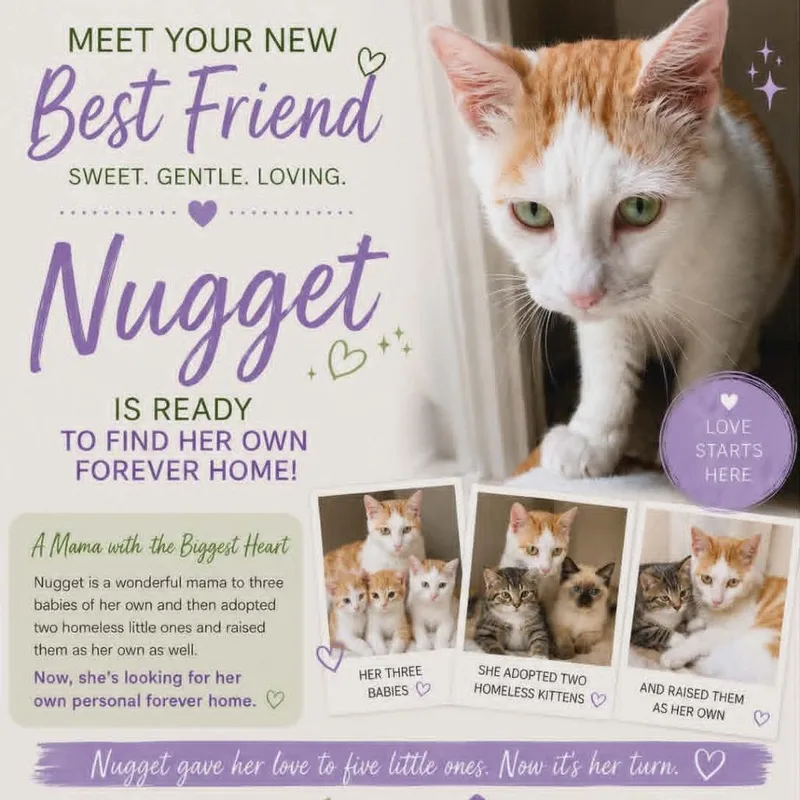 An adult small-sized female White Domestic Short Hair cat named Nugget for adoption in Fayetteville, GA
