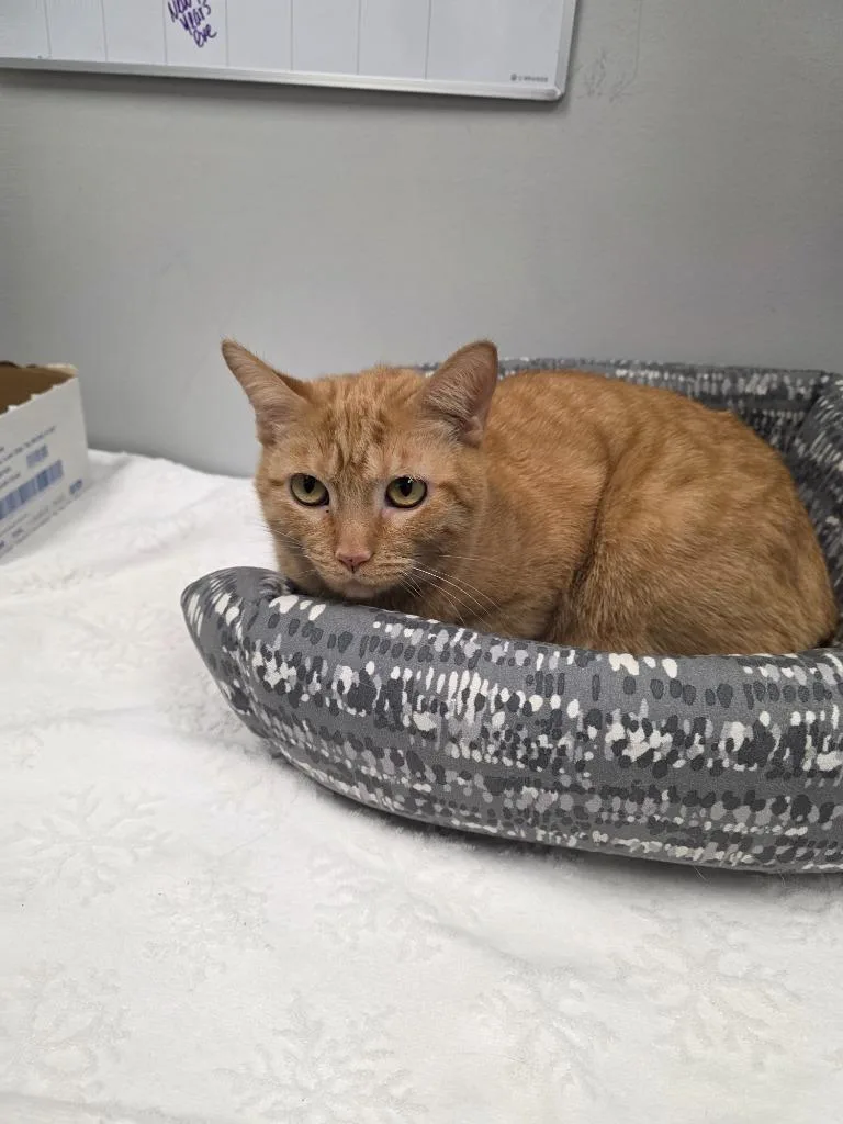 Ebenezer thumbnail 2