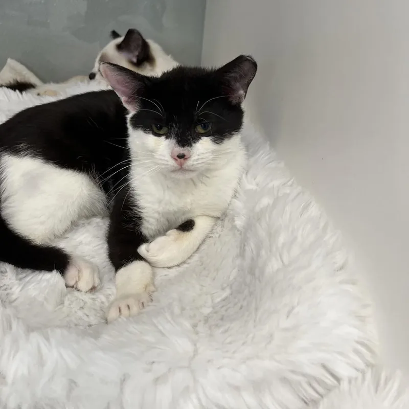 A baby medium-sized male Black Domestic Short Hair cat named Anejo for adoption in Jupiter, FL