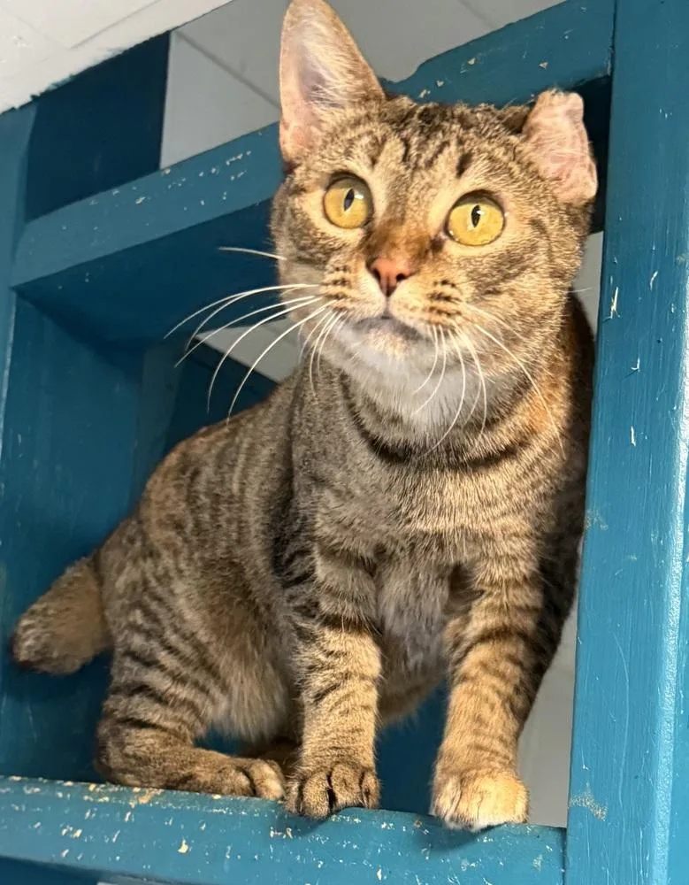 Bridgette thumbnail 3