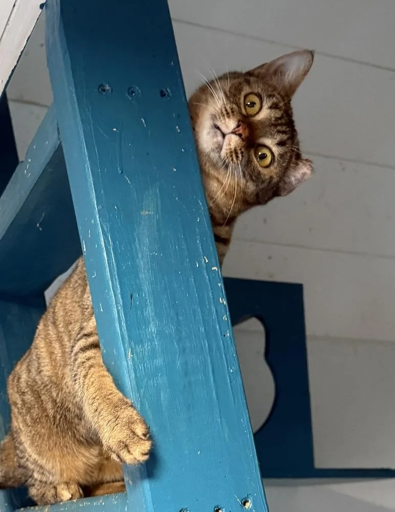 Bridgette thumbnail 4