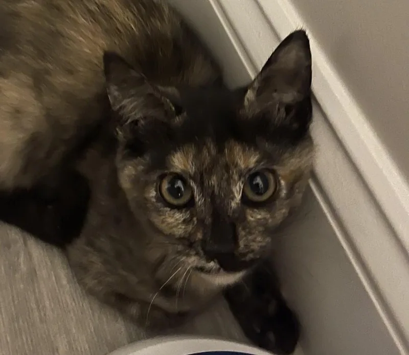 Nova Orchard thumbnail 3