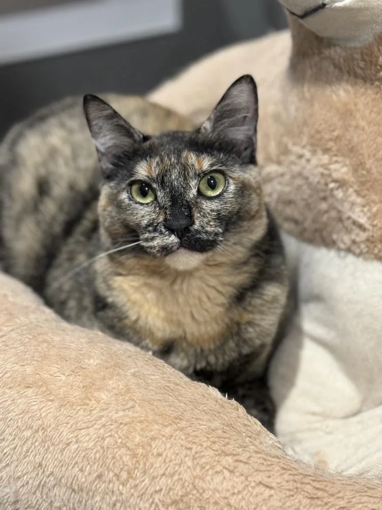 Nova Orchard thumbnail 4