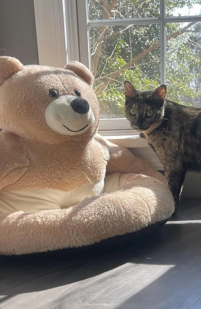 Nova Orchard thumbnail 5