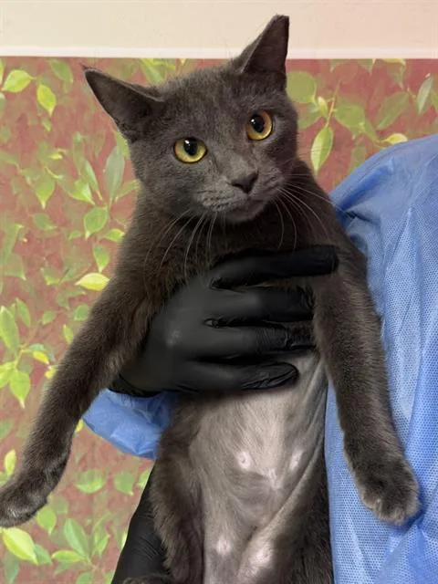 A young medium-sized female Domestic Short Hair cat named Hazel for adoption in San Antonio, TX