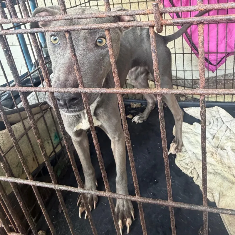 An adult medium-sized female Gray / Blue / Silver Mixed Breed dog named Sweetie for adoption in Columbus, GA