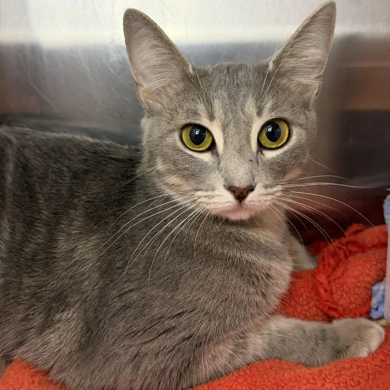 A young medium-sized female Domestic Short Hair cat named Matcha for adoption in Los Angeles, CA