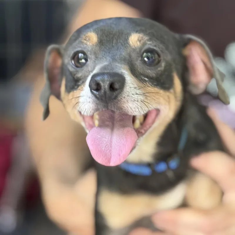 A young small-sized male Chihuahua dog named Peanut for adoption in Stuart, VA