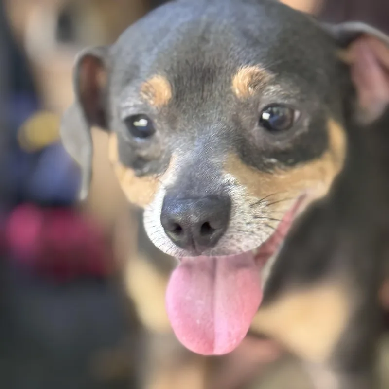 Peanut thumbnail 2