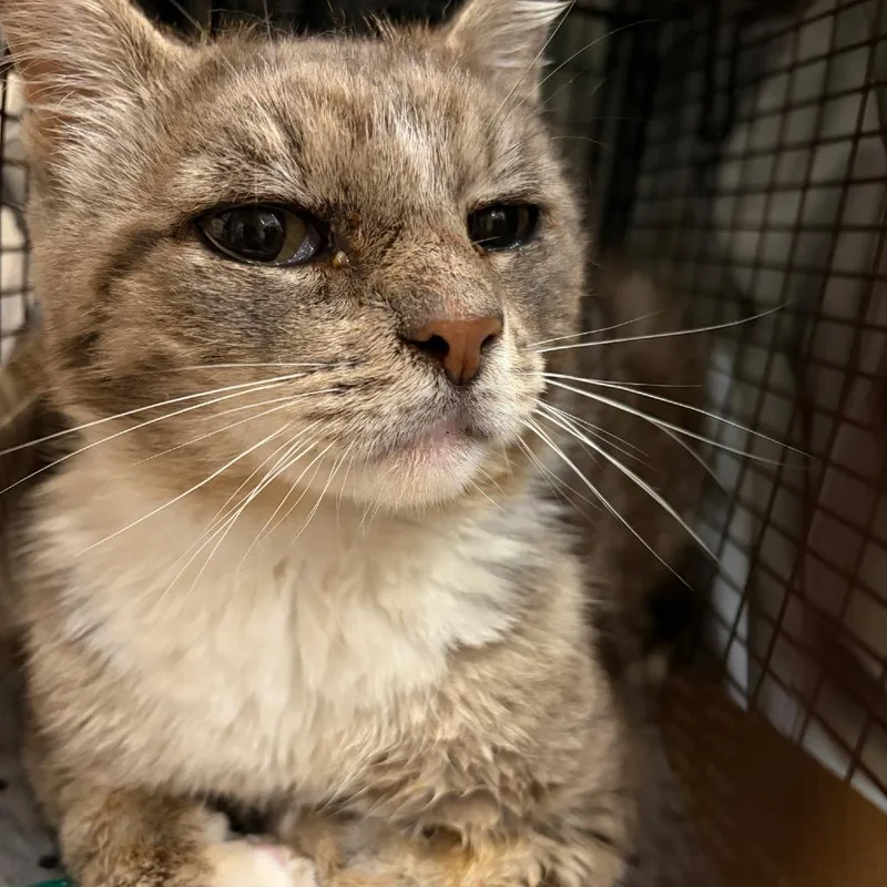A young small-sized male Buff / Tan / Fawn Domestic Short Hair cat named Truman for adoption in Brooklyn, NY