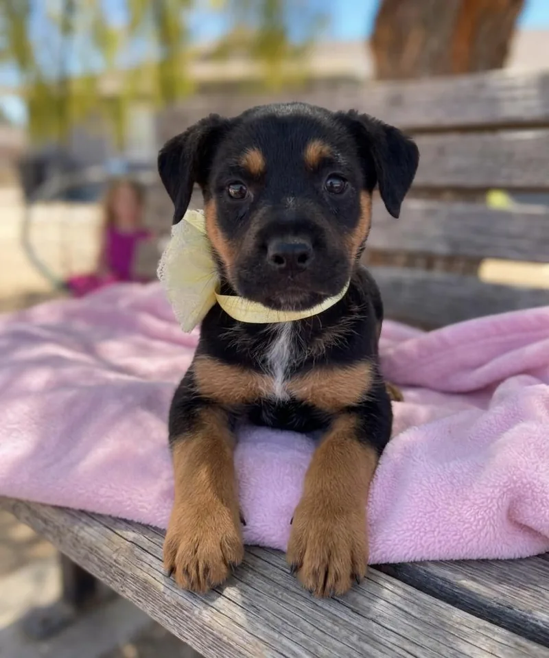 A baby medium-sized female German Shepherd Dog dog named Diamond for adoption in Anza, CA