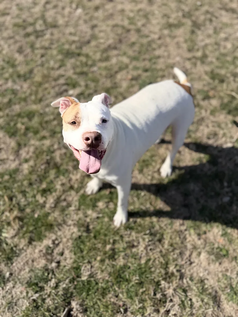 Funnel Cake thumbnail 2