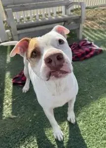 Funnel Cake thumbnail 3